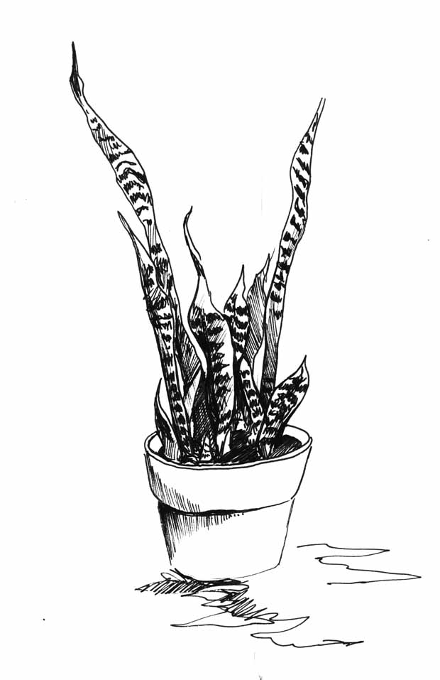 Potted Plant