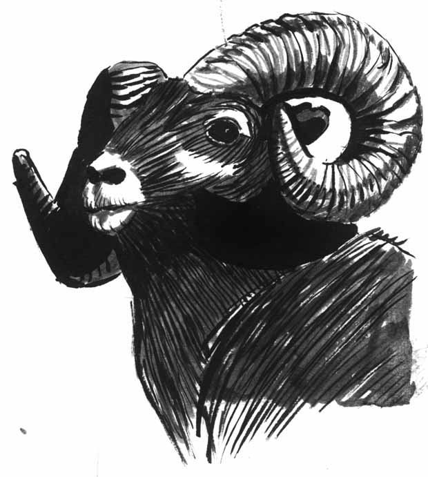 Ram