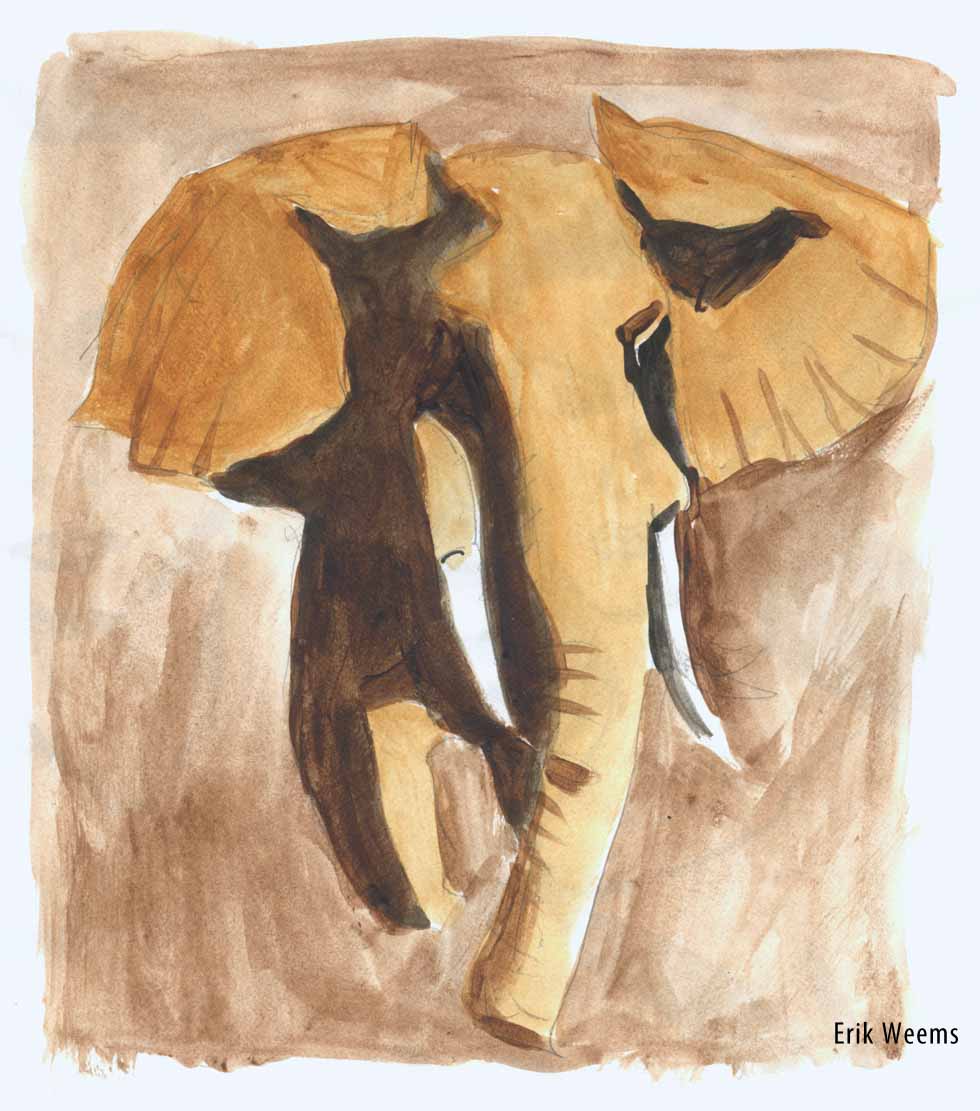 Elephant